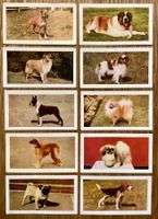 1961 - 10 Vintage DOGS Foto Sammelbilder England