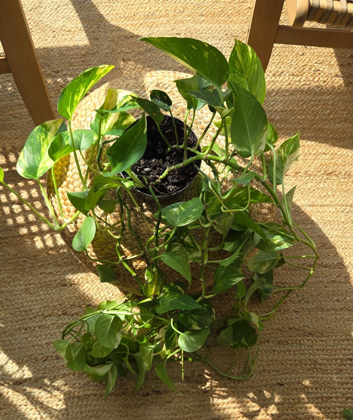 Plantes & graines: Schöne Efeutute (ca. 70cm) – D'occasion à Zürich par wile_coyote 1