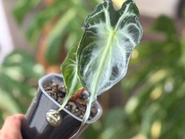 Alocasia Venom