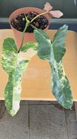 Philodendron Brown Beauty Variegata – 3 feuilles