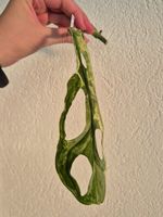 🌿 Monstera Indonesian Marble Ableger #5🌿