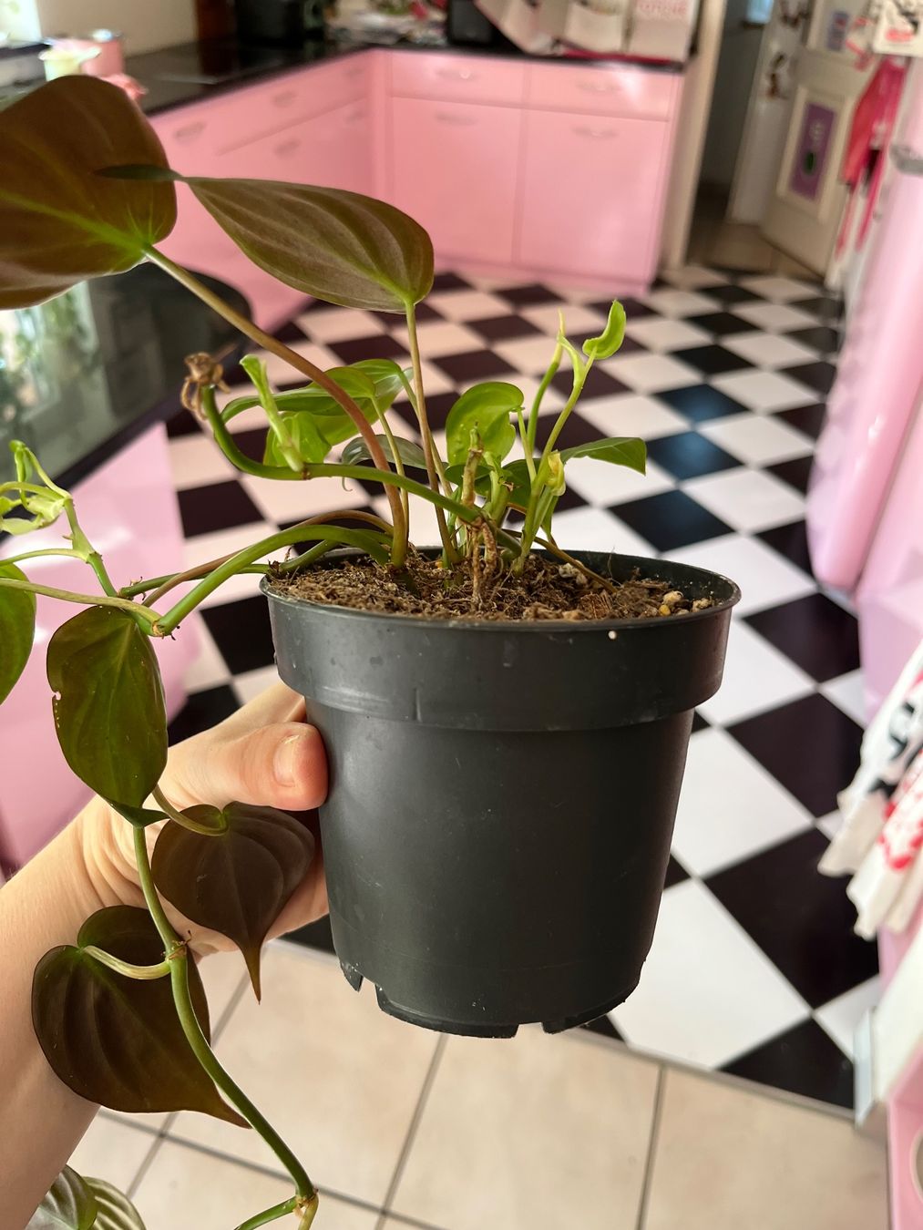 Piante & sementi: Philodendron scandens micans plante d’intérieur – Usato da Porrentruy venduto da Madamebovary 2