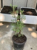 Cola Kraut-Eberraute /Artemisia abrotanum maritima / Pflanze
