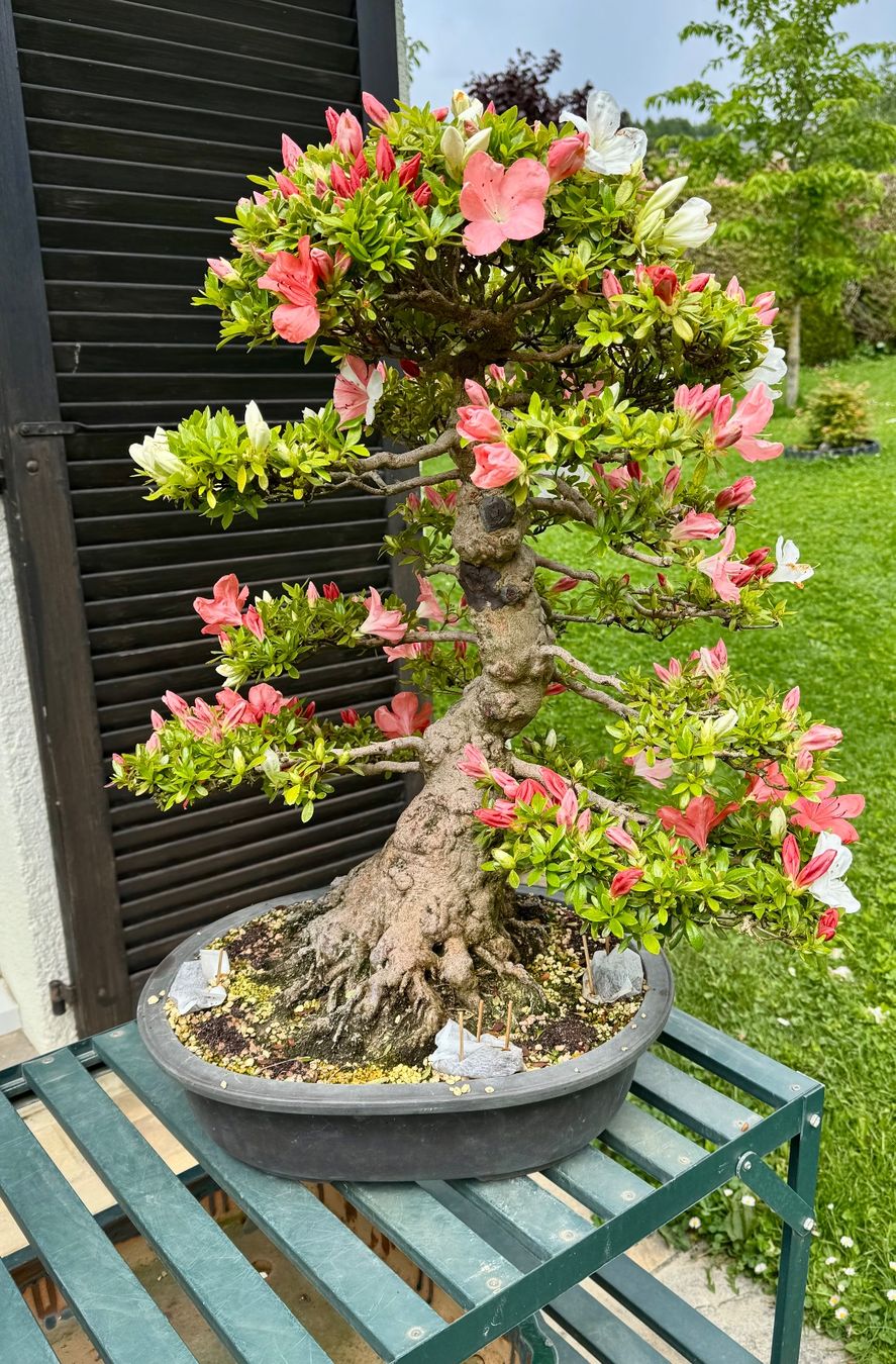 Plantes & graines: Bonsai d'exception solitaire: Azalée de Satsuki – D'occasion à Epalinges par Wimmsi 5