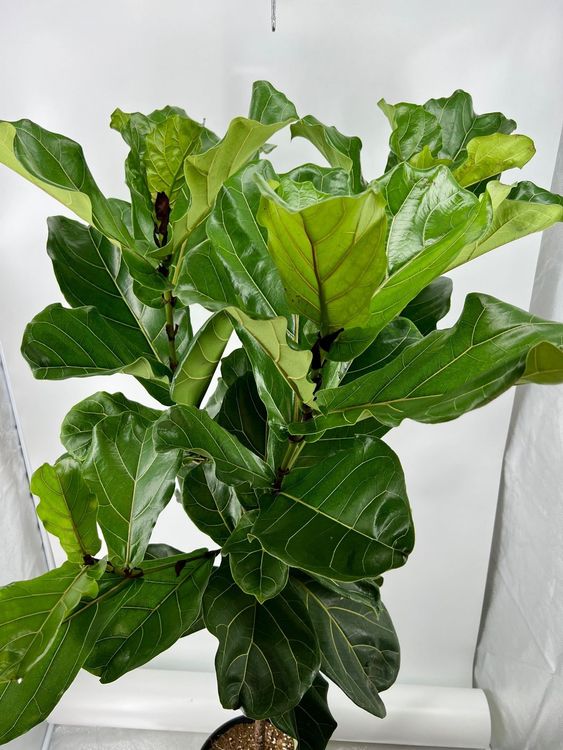 Ficus lyrata Kaufen auf Ricardo