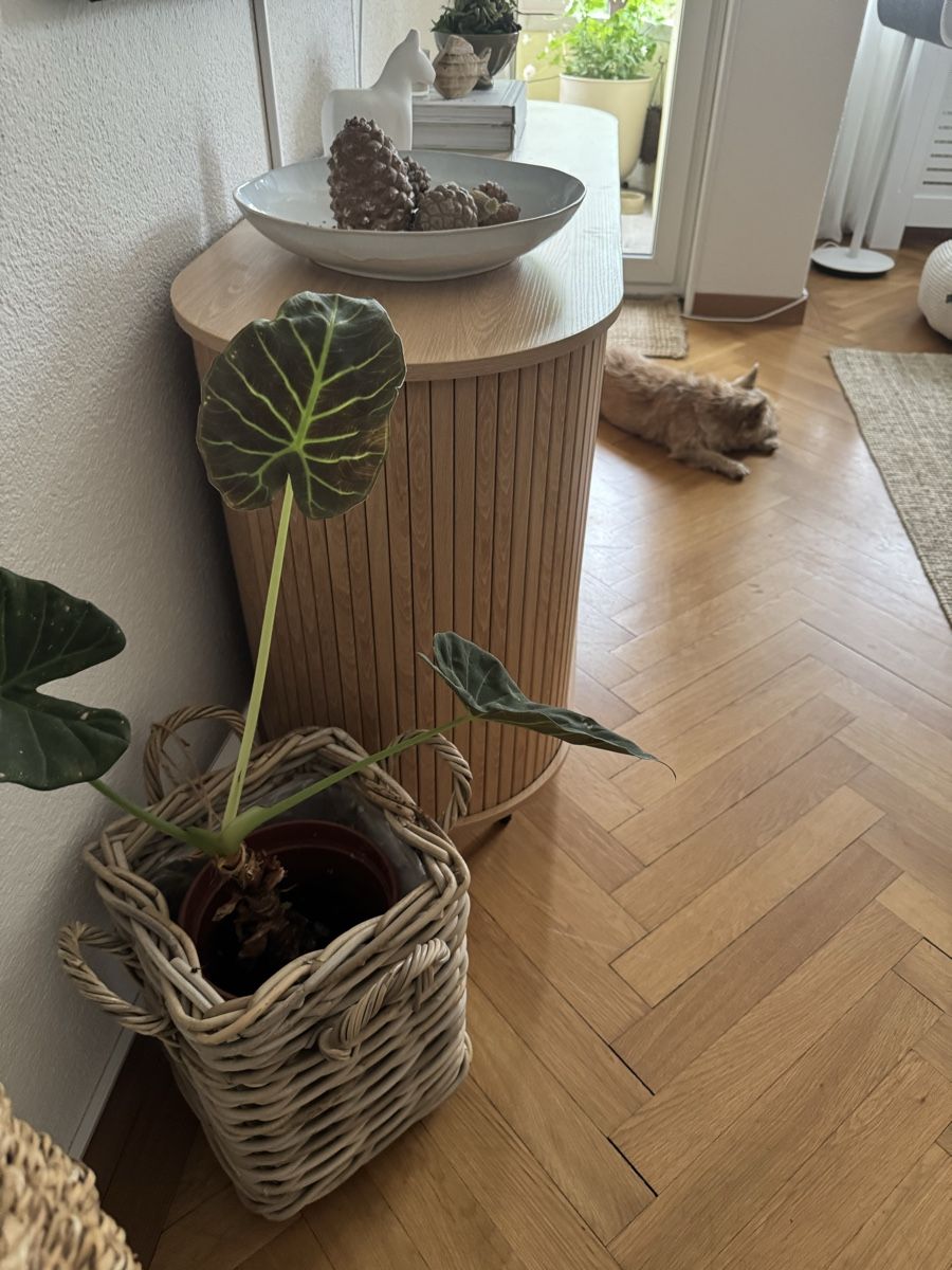Cassettiere: Sideboard Eiche Rillenfront, neuer Zustand – Nuovo (secondo la descrizione) da Bern venduto da lija05 3