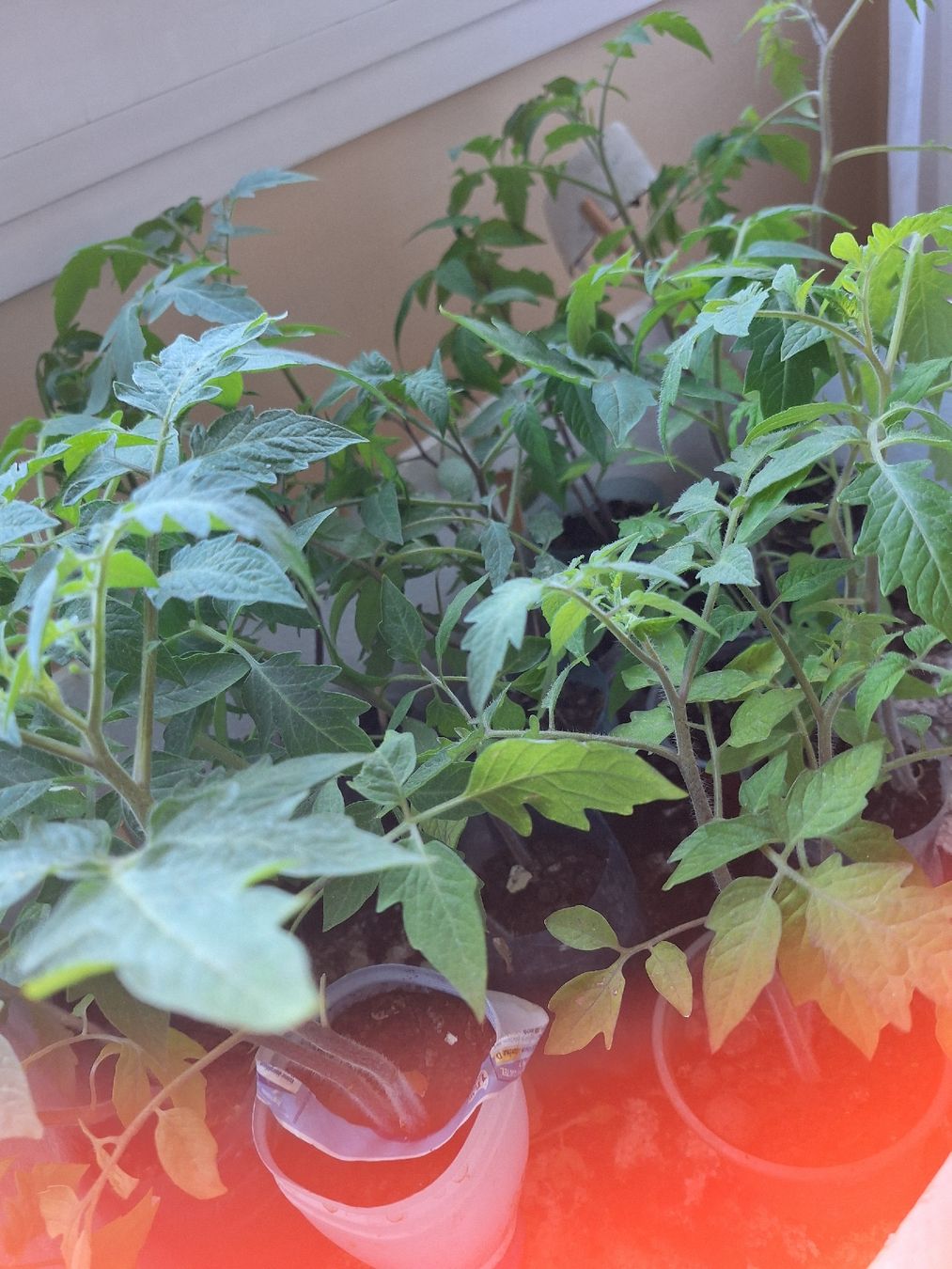 Piante & sementi: Plants variés tomates.courgettes.cardons – Nuovo e nell'imballaggio originale da Genève venduto da Cristin1