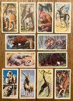 1962 - 12 Vintage ASIAN WILD LIFE Sammelbilder England