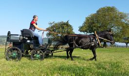 Einspänner Pony Geschirr Anton Vogt