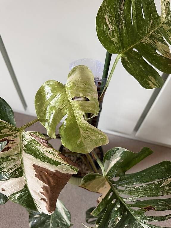 Piante & sementi: Monstera Albo Variegata à vendre – Usato da Daillon venduto da bugle83 2
