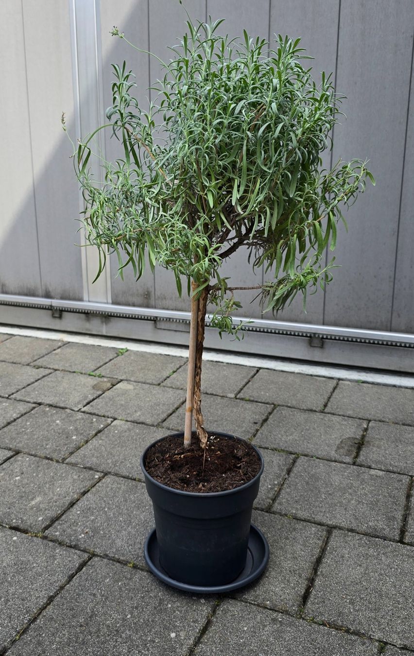 Pflanzen & Samen: Lavendel Hochstamm – Gebraucht aus Aarburg von popkorn65 3