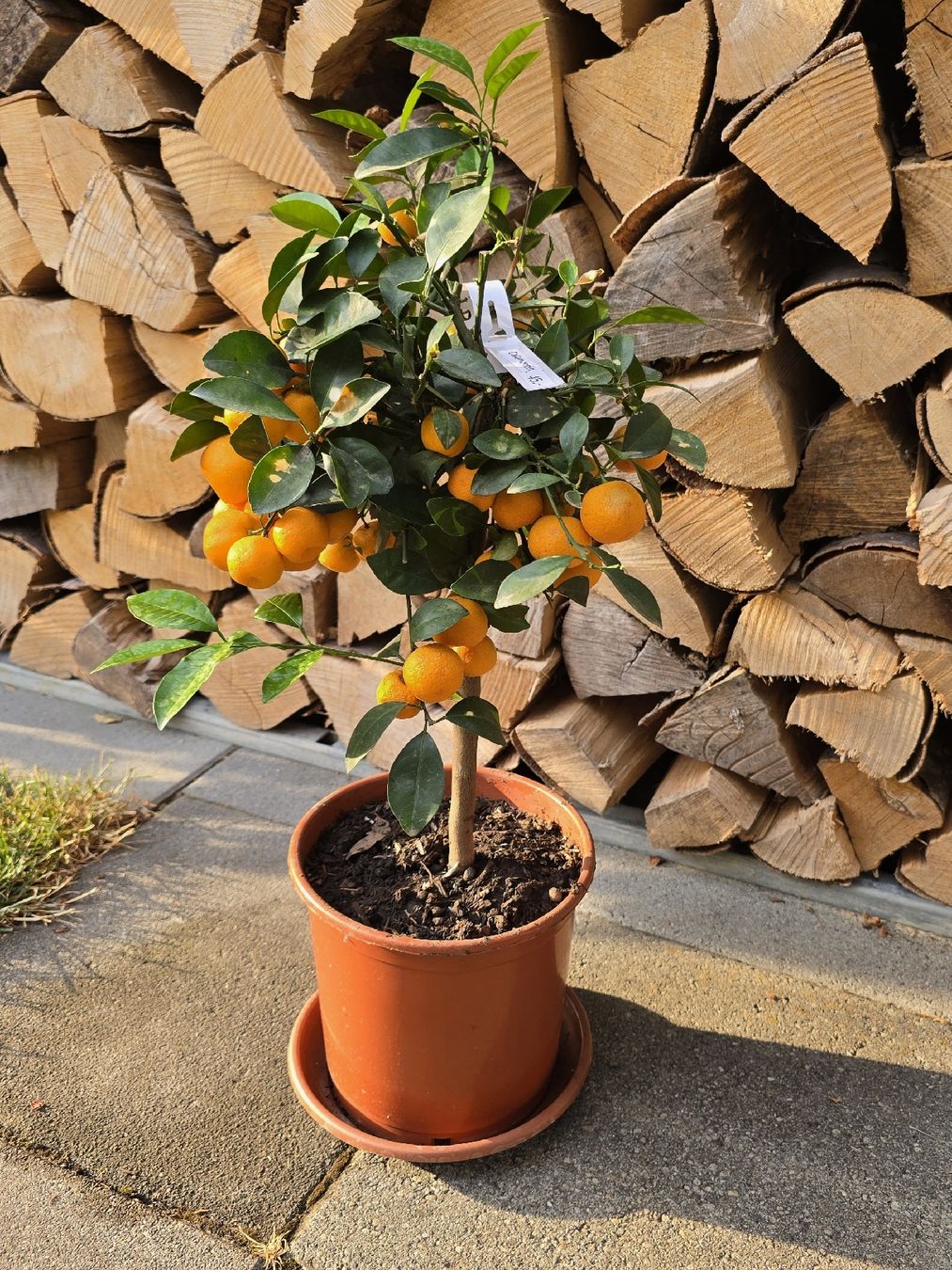 Plantes & graines: Hübsches Calamondin Bäumchen  – Neuf (Voir description) à Aarburg par popkorn65 1