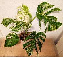 Monstera Deliciosa Albo Variegata