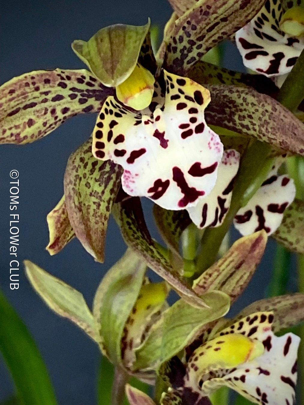 Pflanzen & Samen: Cymbidium Erythraeum - seltene, duftende Orchidee – Neu und originalverpackt aus Adliswil von TAKEYOURPLANT 9