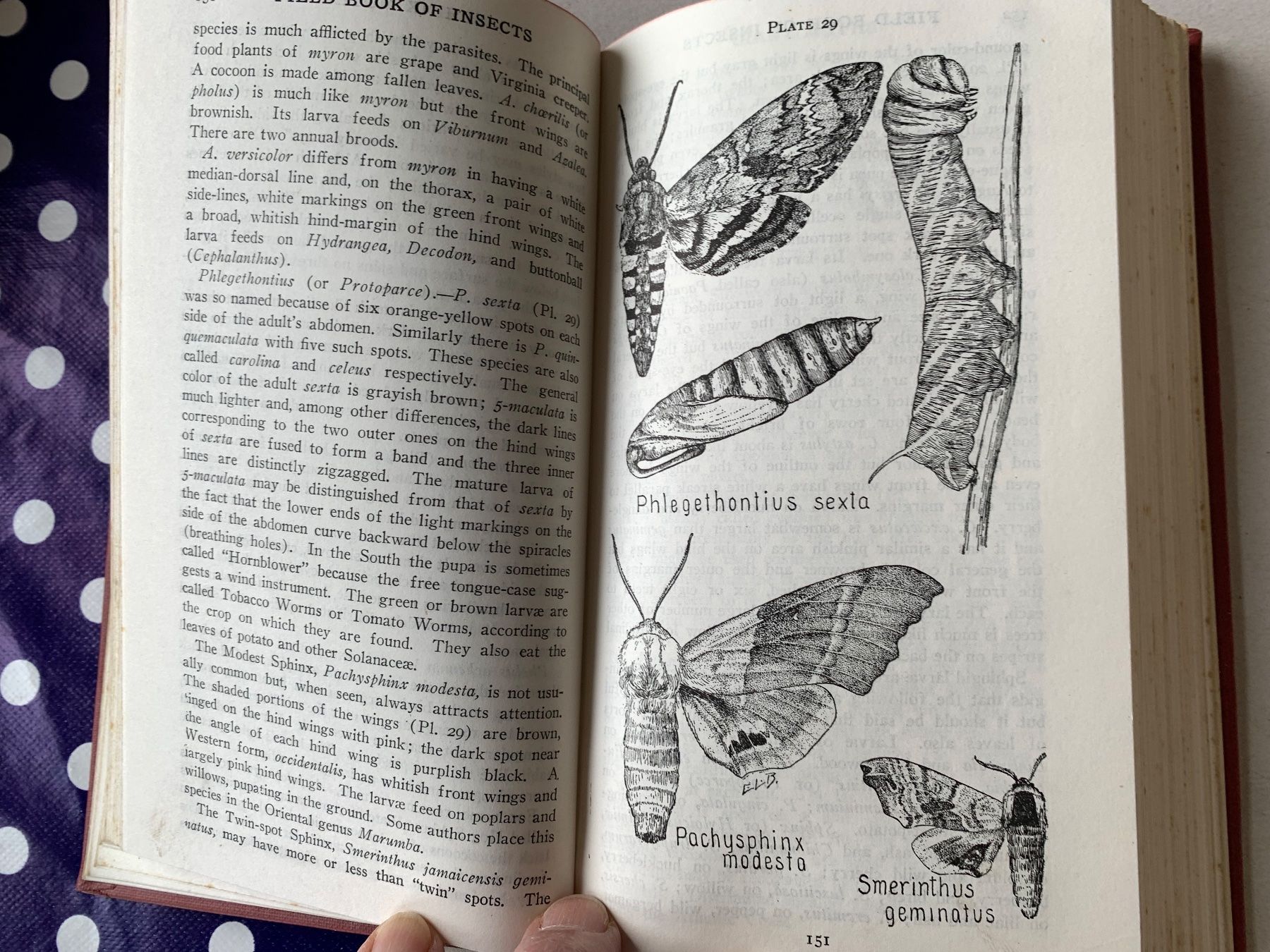 Libri: Flowering Trees ans Shrubs in India von 1950 – Usato da Basel venduto da Akinom50 5
