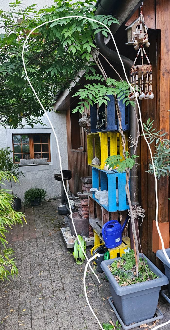 Piante & sementi: Wisteria / Blauregen – Usato da Bad Zurzach venduto da camasp 1