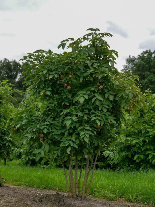 Piante & sementi: Faux-Pistachier  15-20cm – Nuovo (secondo la descrizione) da Bremblens venduto da FIBONACCI369 3