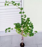 XXL 150 cm Rote  Stachelbeere.🌳 XXL 150 cm 🌳 XXL 150 cm Gr