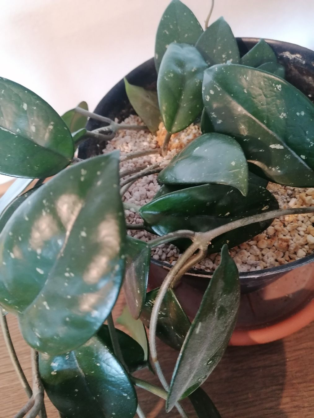 Piante & sementi: Hoya Carnosa +100 cm – Usato da Le Mont-Pèlerin venduto da dundun1 7