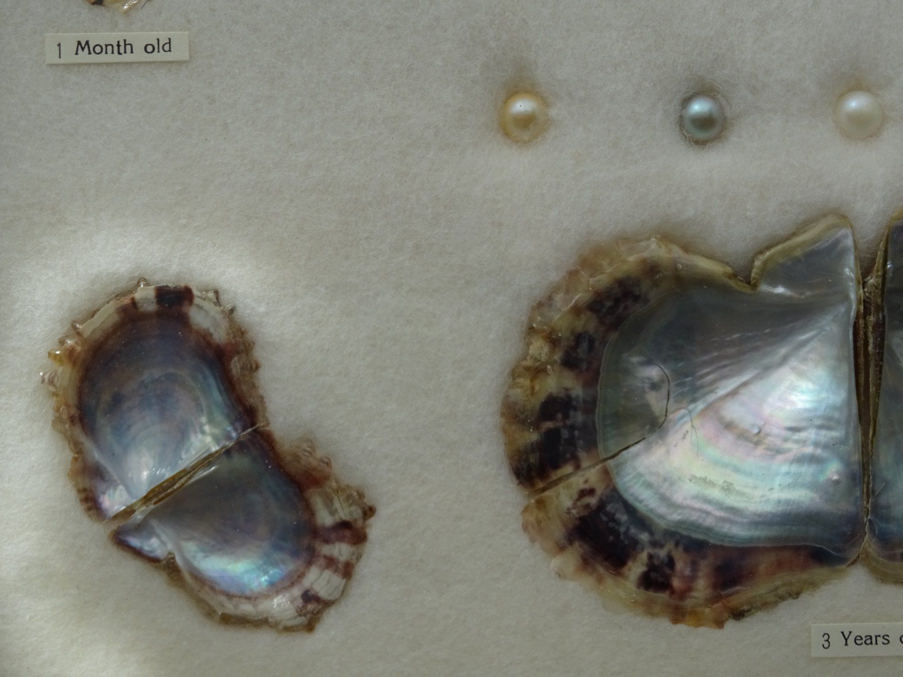 Perlen (unechte): Perlenzucht-Schaubild Sammlung  / 5 echte Perle + 10 Muschel – Gebraucht aus Esslingen von FetteSchnecke 4