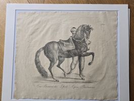 C. Josef Brodtmann 1816 Litho Pferde Nr. 32 50x40cm