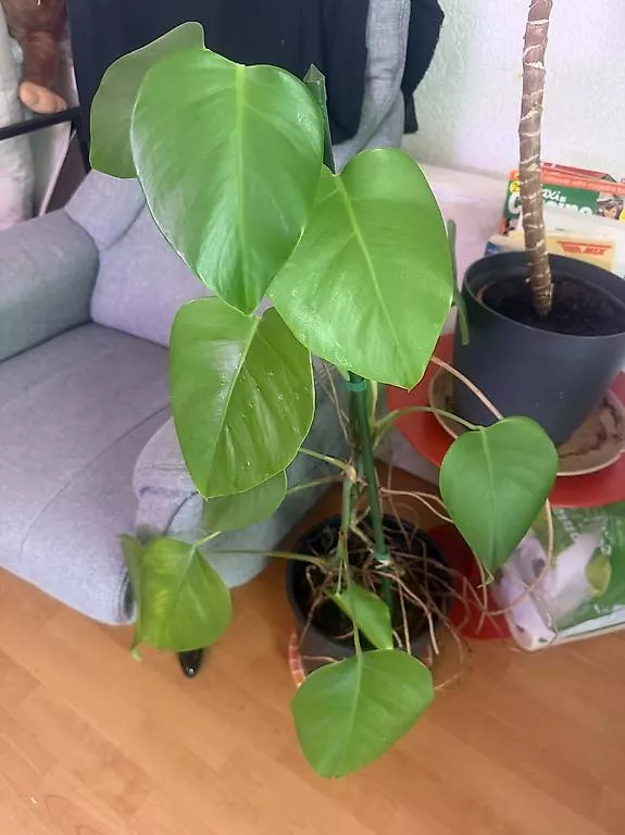 Piante & sementi: Monstera double deco – Usato da torgon venduto da gucci39 1