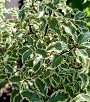 Pittosporum "Silver Queen" H: 30 cm = "Pittosporum tenuifoli