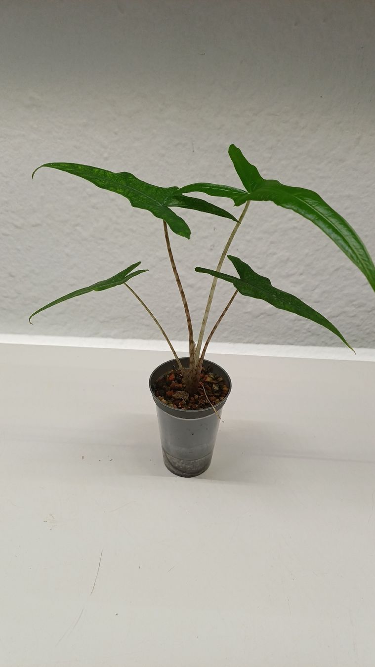 Pflanzen & Samen: Alocasia Sabrina Narrow – Gebraucht aus Bern von uwi_8t7x