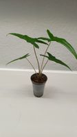 Alocasia Sabrina Narrow