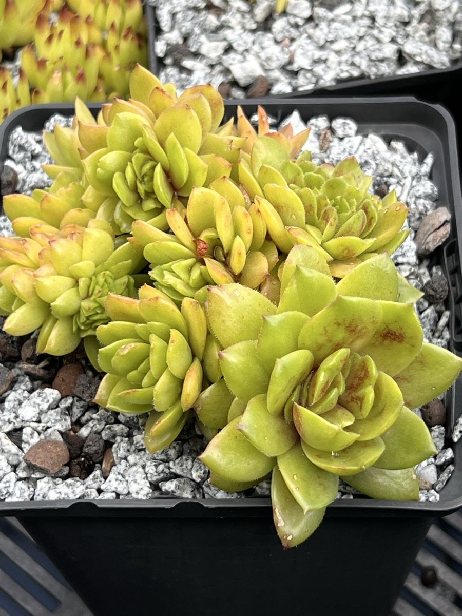 Piante & sementi: Sempervivum Wow – Nuovo (secondo la descrizione) da Seewen SO venduto da Flauschi5
