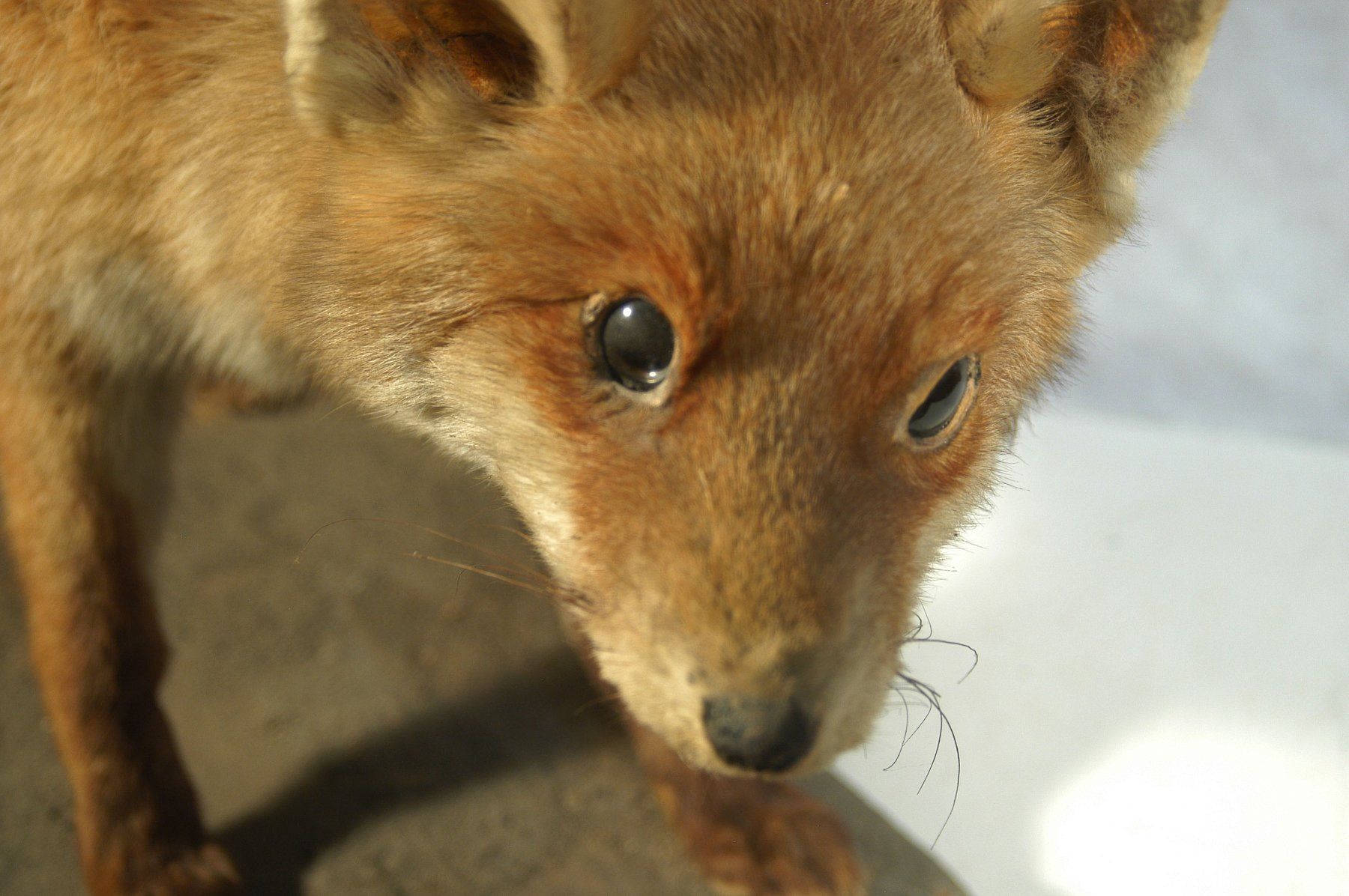 Il mondo degli animali: Fuchs Präparat – Usato da Herisau venduto da Wisen 9