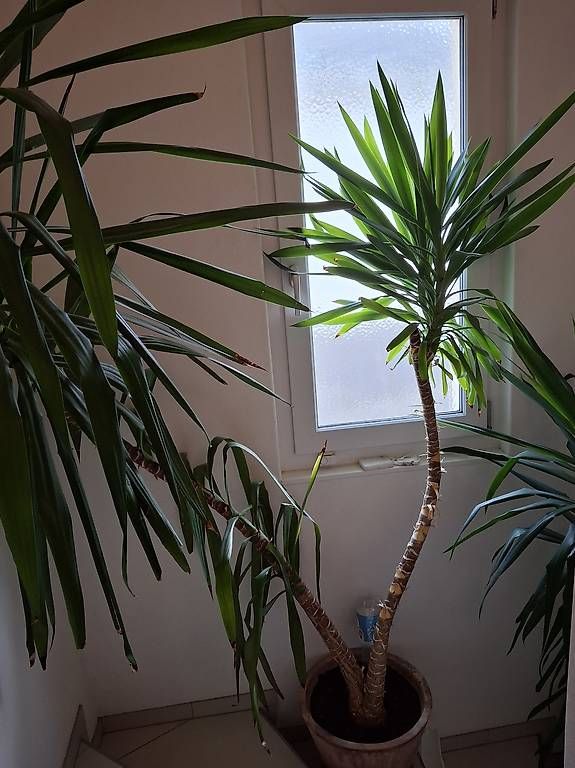 Piante & sementi: Yucca-Pflanzen im Tontopf – Usato da Altnau venduto da Brumm 3
