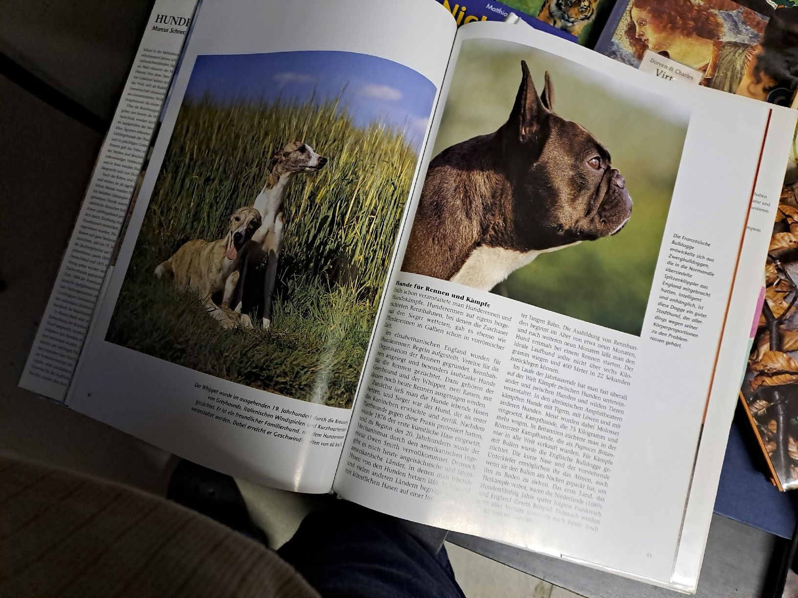 Libri: Hunde - Bildband von Marcus Schneck – Usato da Zürich venduto da Schoebi19 8
