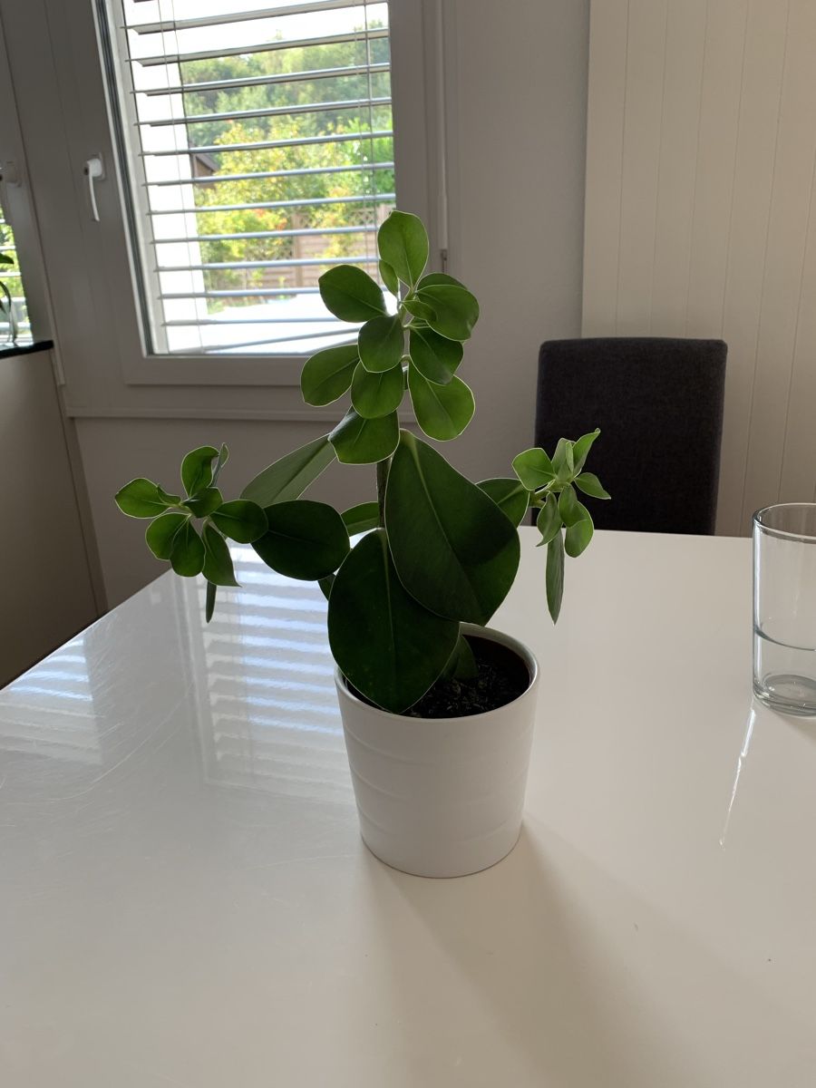 Piante & sementi: Plante verte décorative – Usato da Port venduto da granitod 1