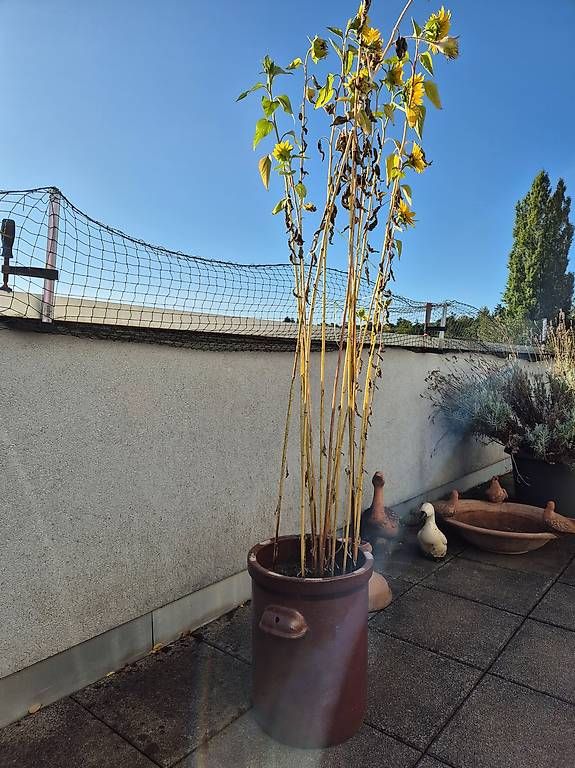 Piante & sementi: Wunderschöner Kübel mit Sonnenblumen – Usato da Allschwil venduto da mat_c7wn 1