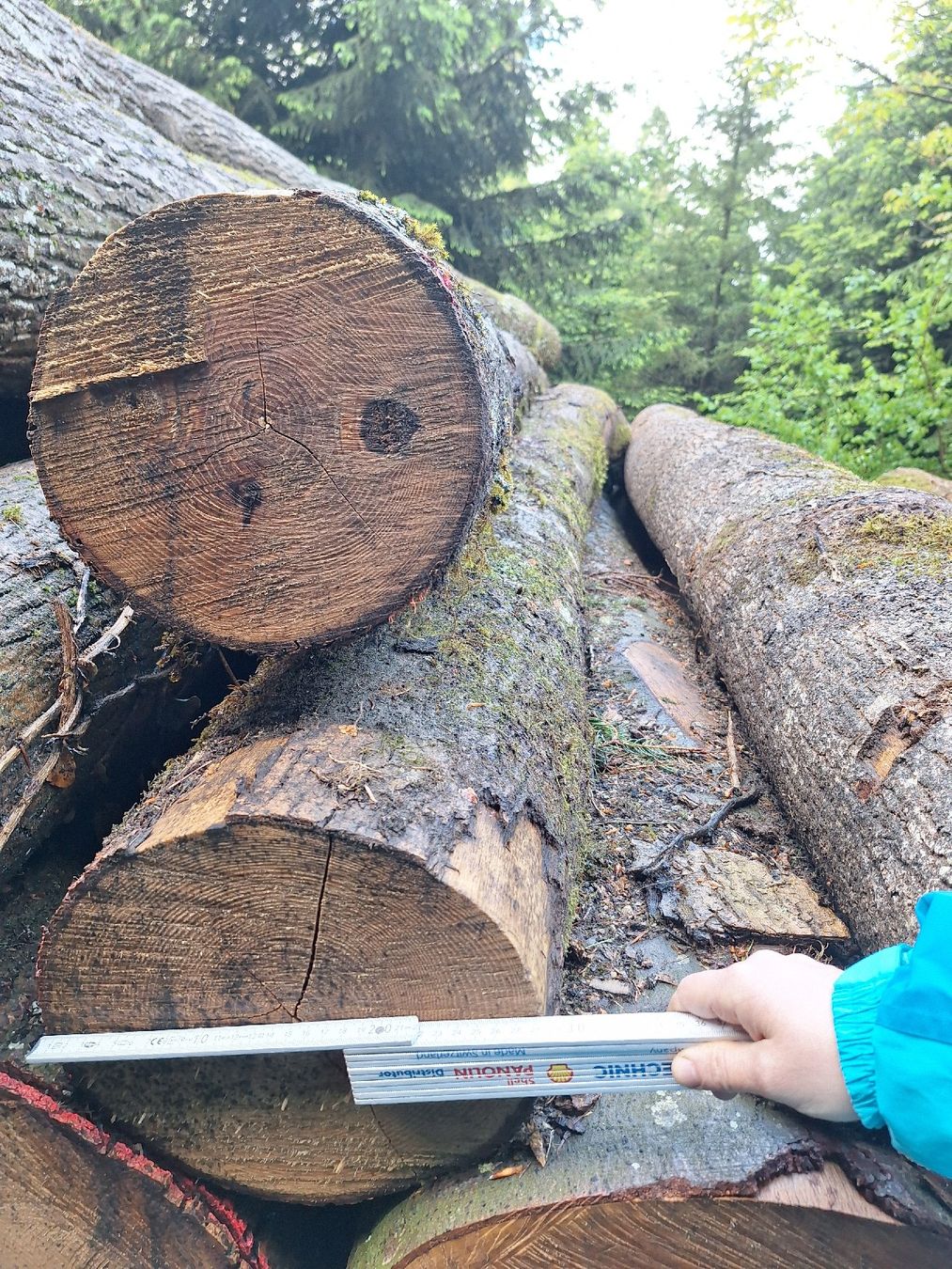 Holzartikel: Rundholz Esche Buche – Gebraucht aus Thal von Ricoba 2