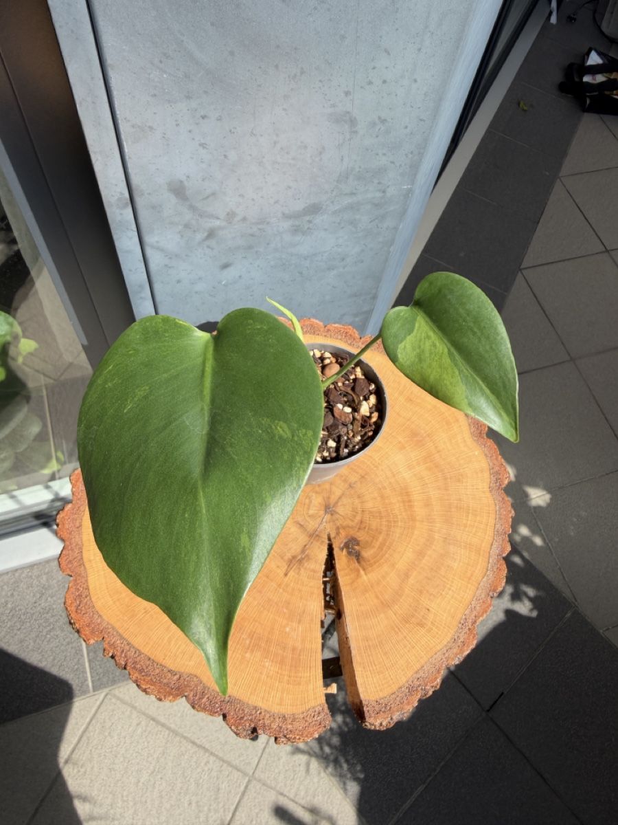Piante & sementi: Monstera Green on Green Large Form – Nuovo (secondo la descrizione) da Buchrain venduto da Stetoscop