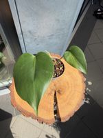 Monstera Green on Green Large Form