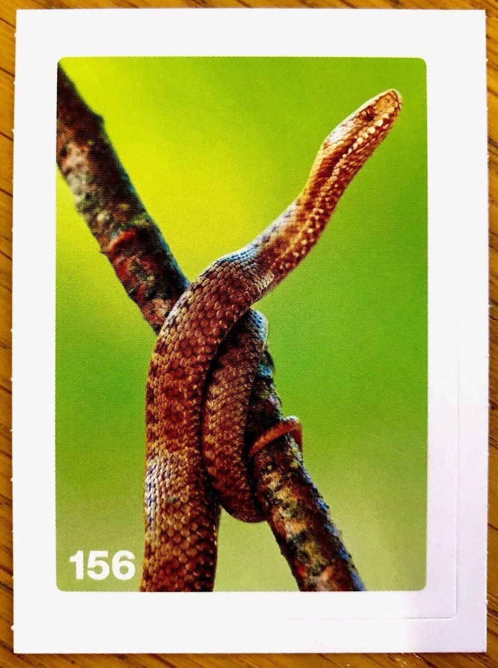 Migros Carte collezionabili: Migros Nature Detectives - Bild Nr. 156 – Nuovo (secondo la descrizione) da Oberrieden venduto da Zimmerberg10