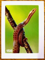 Migros Nature Detectives - Bild Nr. 156