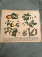Illustration botanique anciennes arbres fruitiers 19e