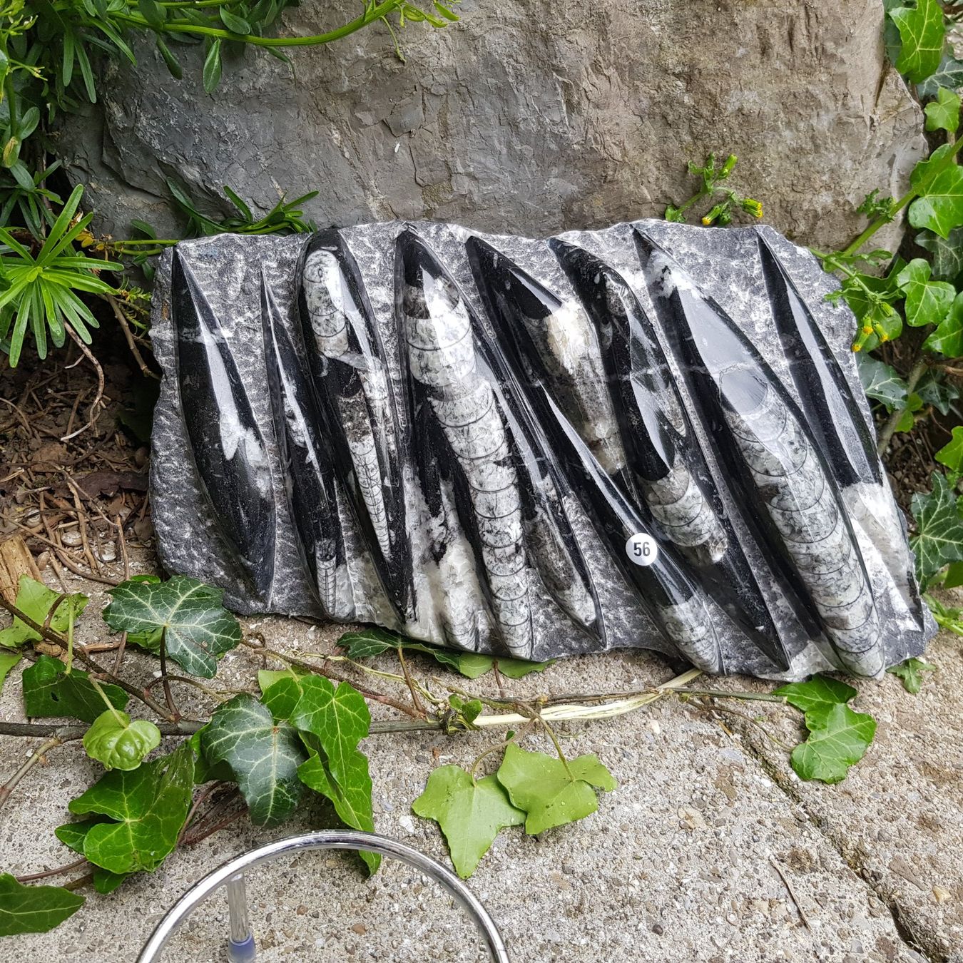 Fossilien: Orthoceras Platte 3.15Kg – Neu (gemäss Beschreibung) aus Schwanden-Brienz von Testudo06 1
