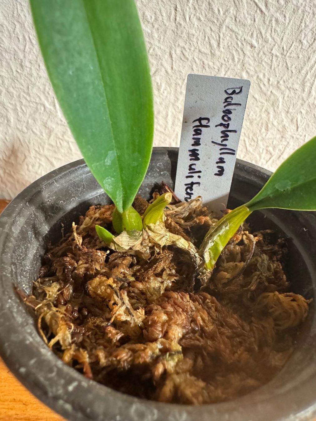 Piante & sementi: Bulbophyllum flammuliferum – Usato da Männedorf venduto da mrclst 3