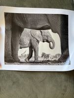 Elefantenfoto von Morkel Erasmus