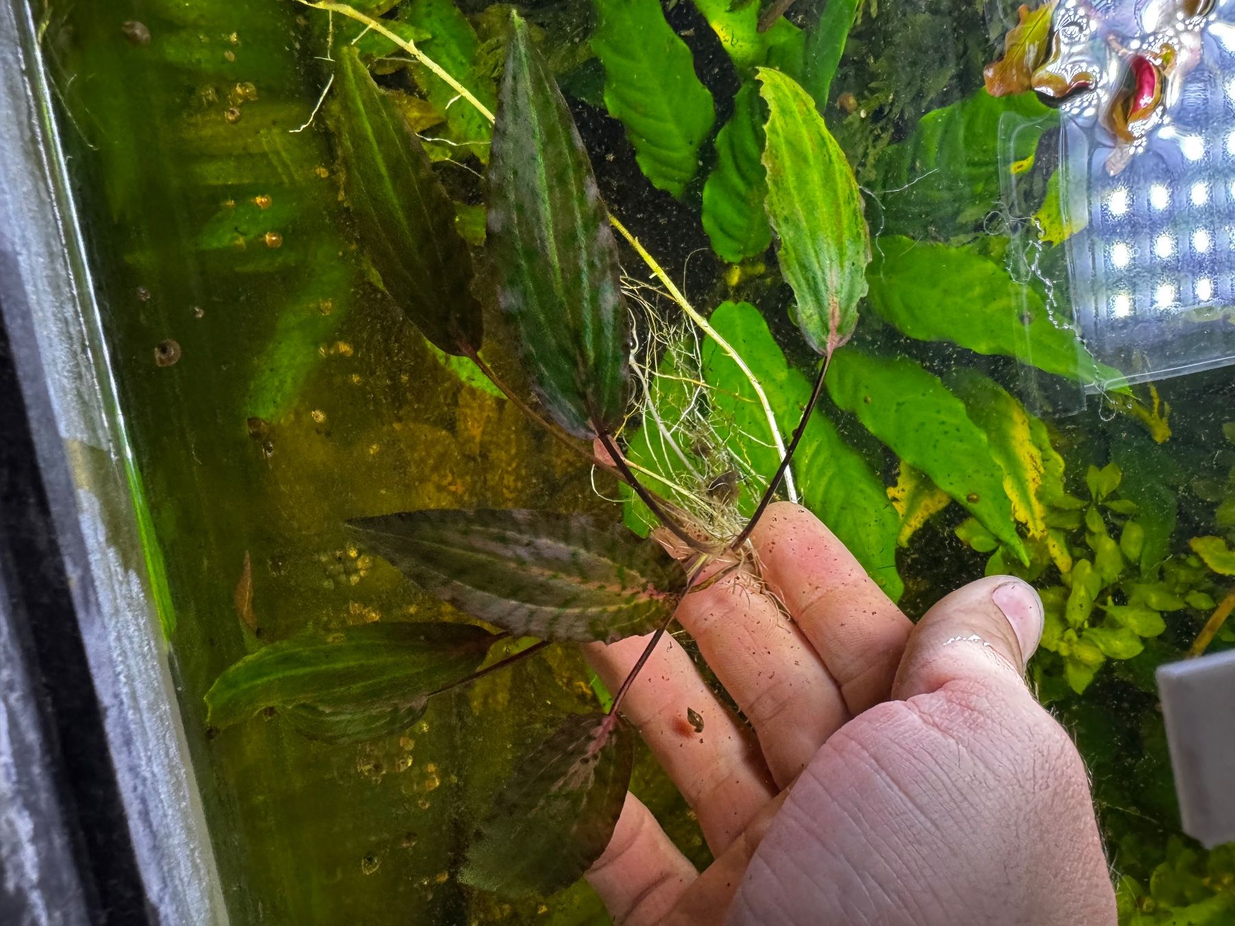 Piante & sementi: Cryptocoryne aquariumpflanze – Usato da Dübendorf venduto da FlyfishShop 1