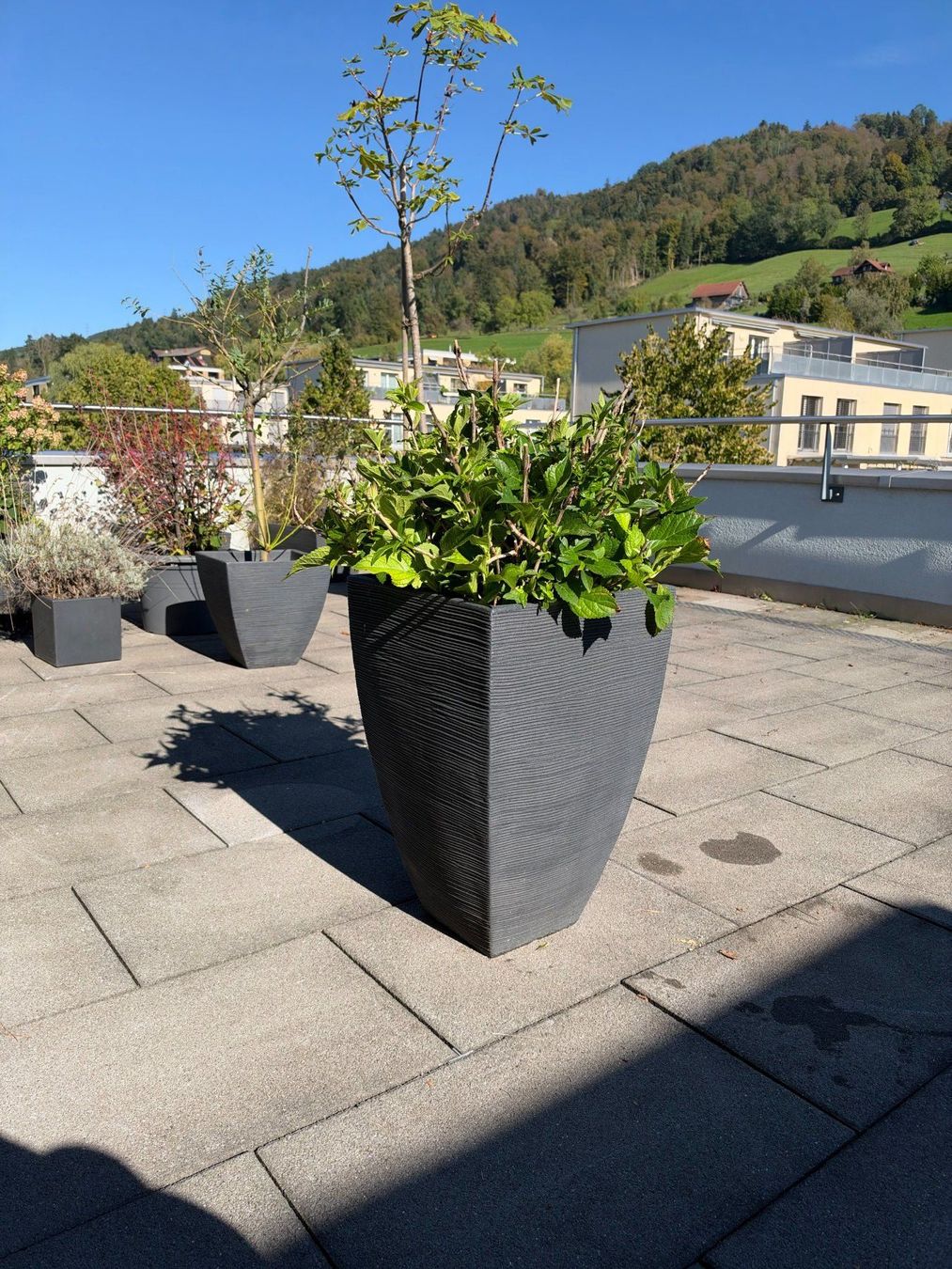 Piante & sementi: Hortensie – Usato da Root venduto da calmchris 1
