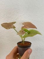 Syngonium Pink Splash – Rooted Plant 🌿🩷