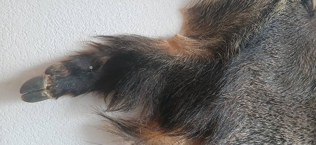 Monde des animaux: Wildschweinfell – D'occasion à Humlikon par kes_k6dl 2