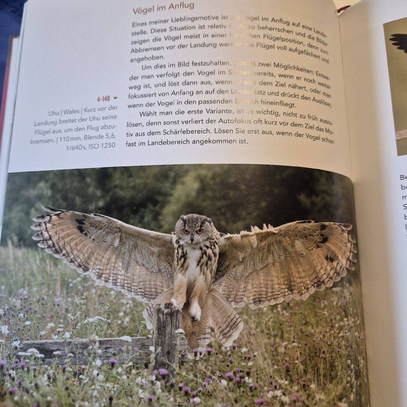 Libri: Faszination Vogelfotografie – Nuovo (secondo la descrizione) da Weinfelden venduto da piadesha 7