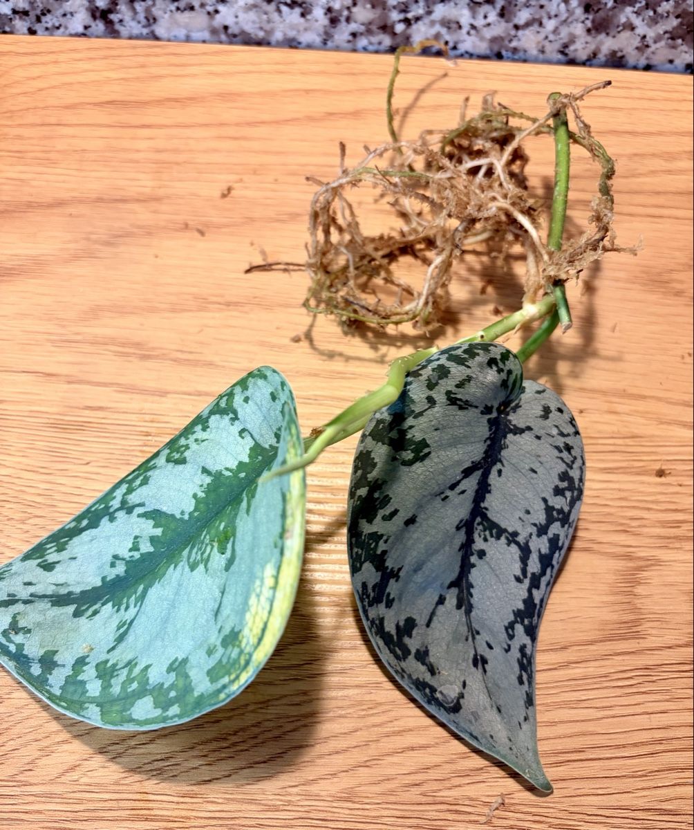 Plantes & graines: Scindapsus bakunawa variegated – D'occasion à Kaiseraugst par dka_b97z 3